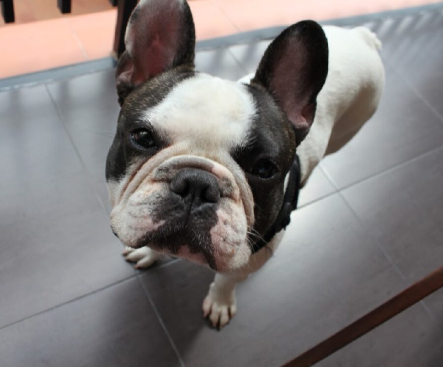 ugo cane balconcino casa