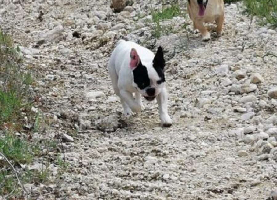 ugo cucciolo cane viso bianco e nero