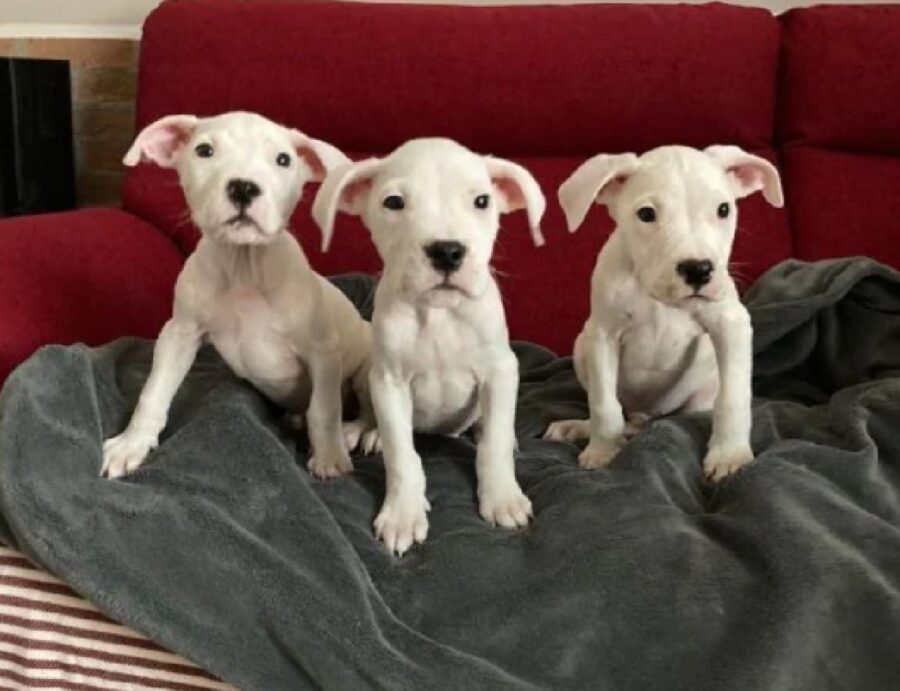 cuccioli dogo argentino salvi