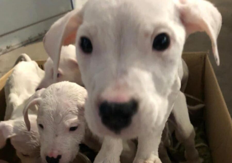 cagnolini dogo argentino dentro scatolone