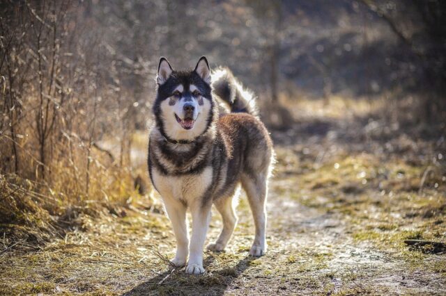 Si possono dare le carote al cane? 4 cose fondamentali da sapere