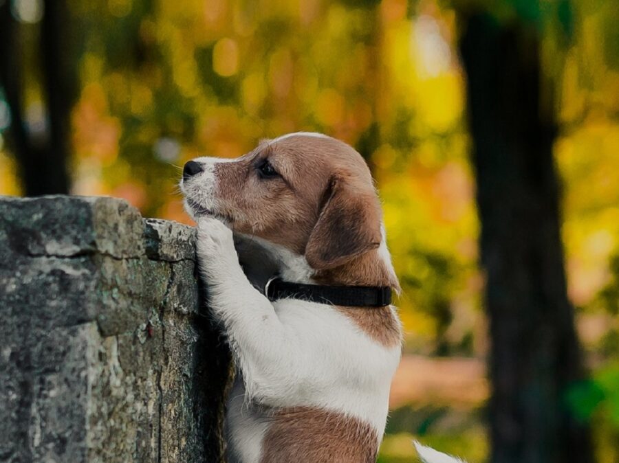 cucciolo roccia guarda