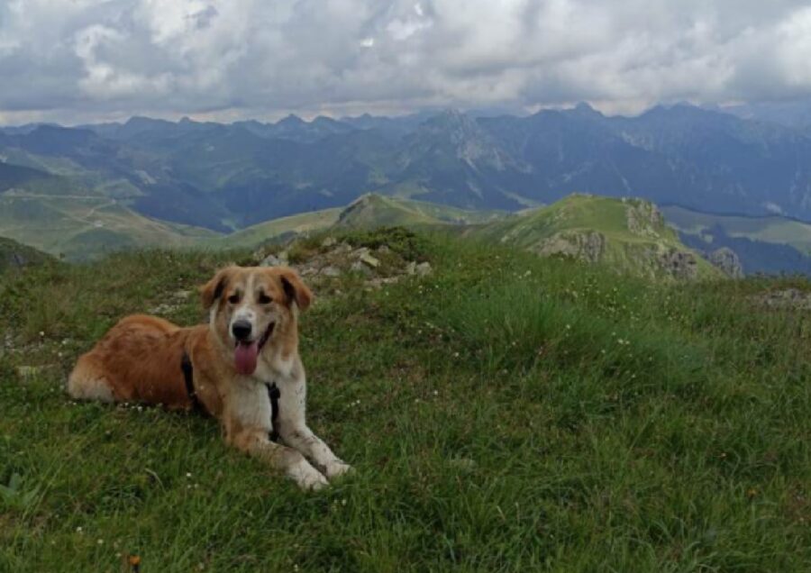 cane montagna bel panorama