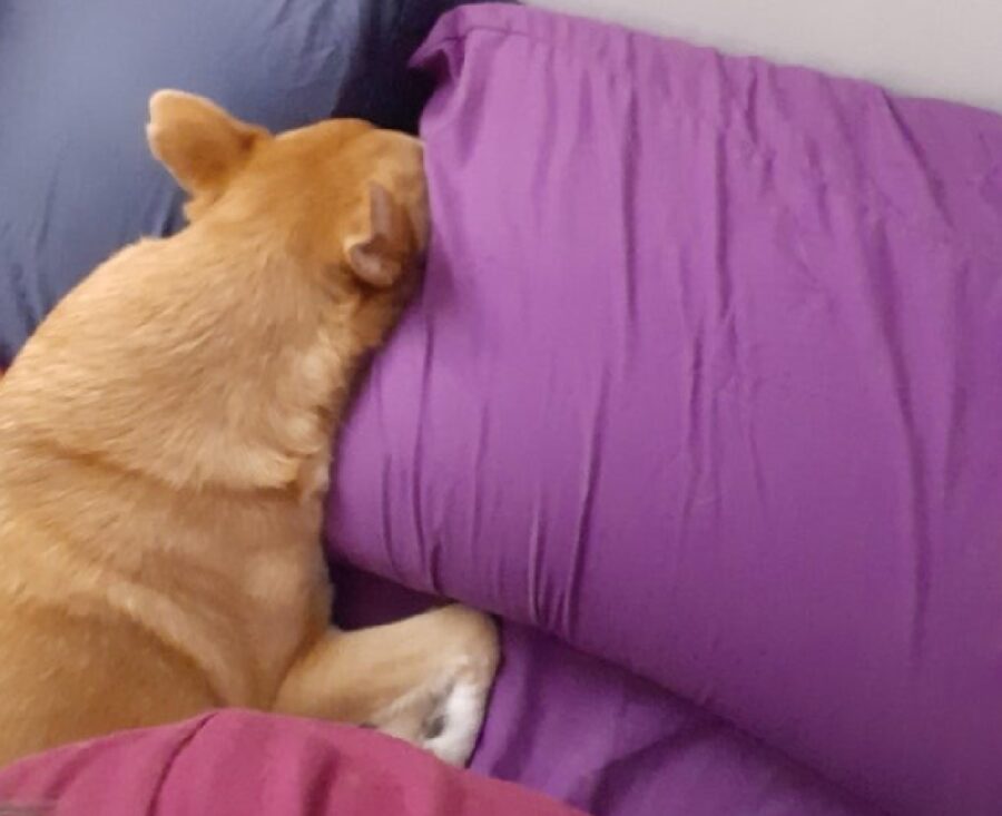 cane dorme con testa fra cuscini