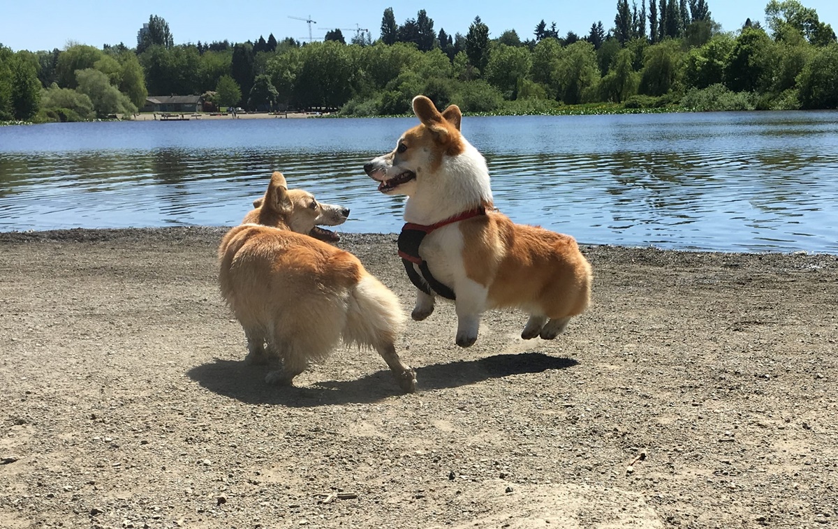 corgi giocano