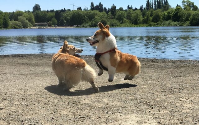 Super Corgi: 10 foto in cui sembrano fluttuare mentre corrono