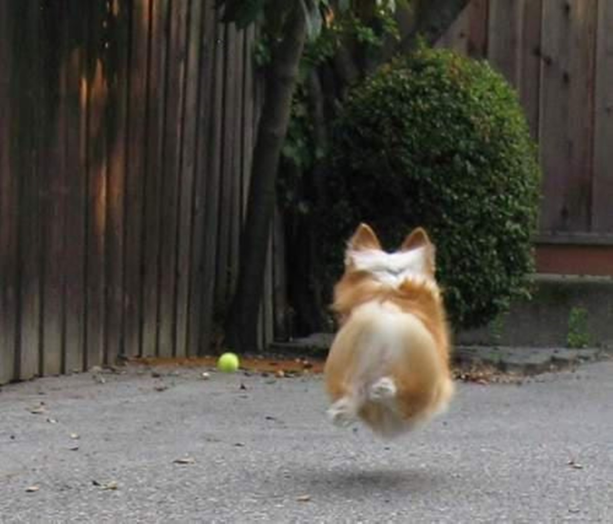 corgi gioca con pallina