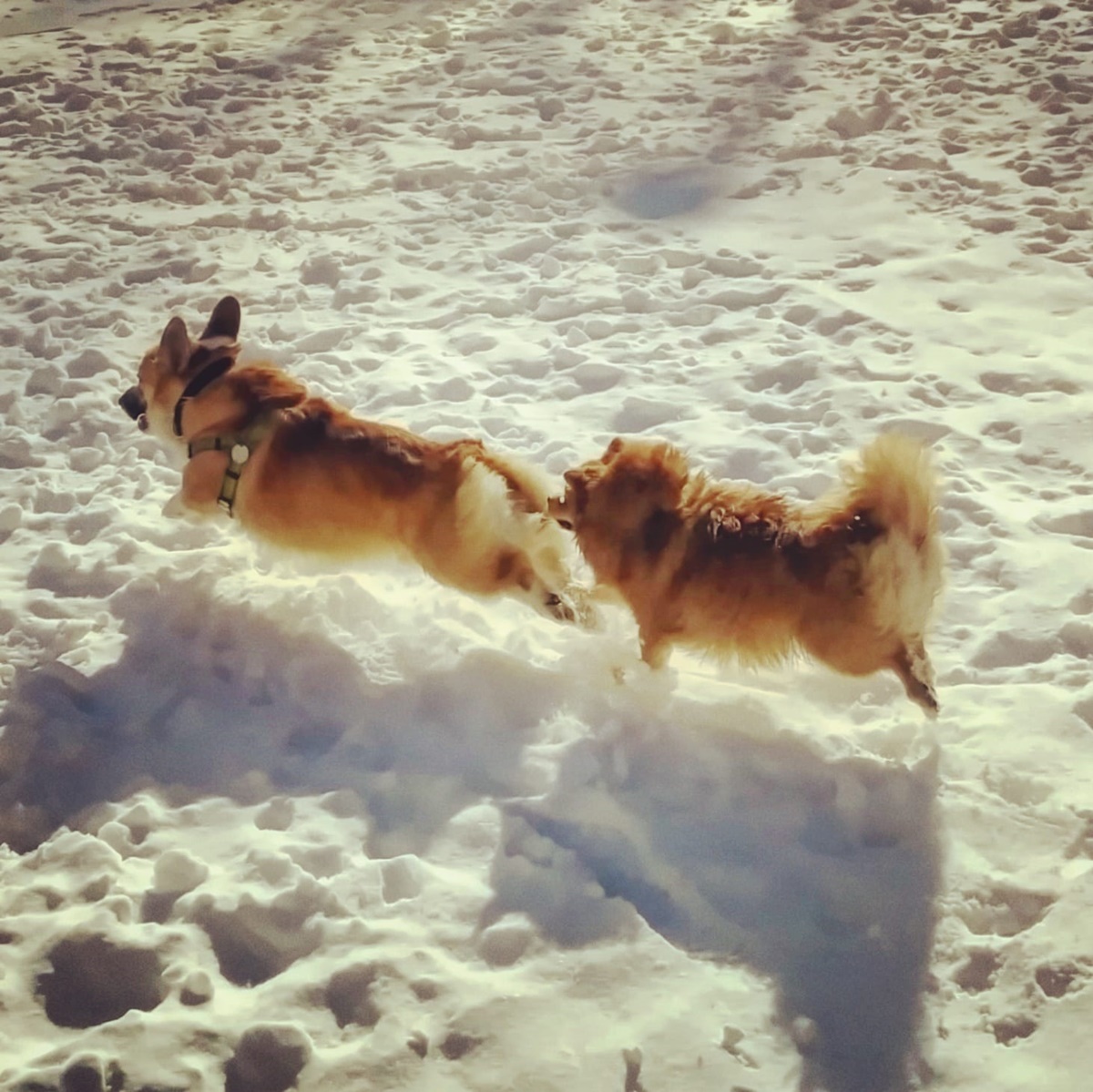 corgi volano sulla neve