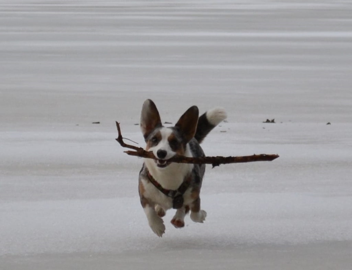 corgi vola con bastone