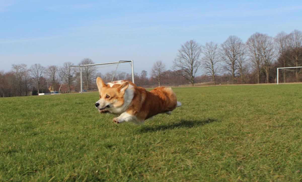 corgi vola sul campo