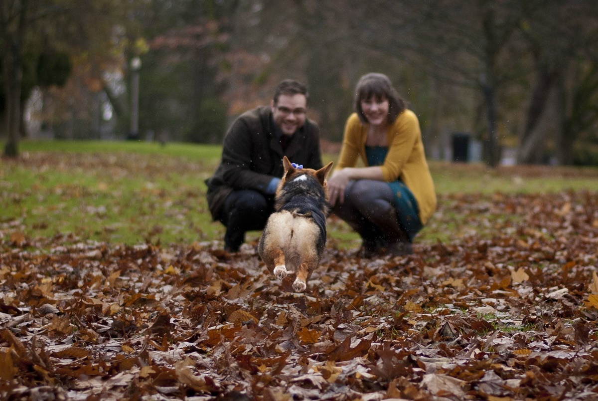 corgi vola dai padroni