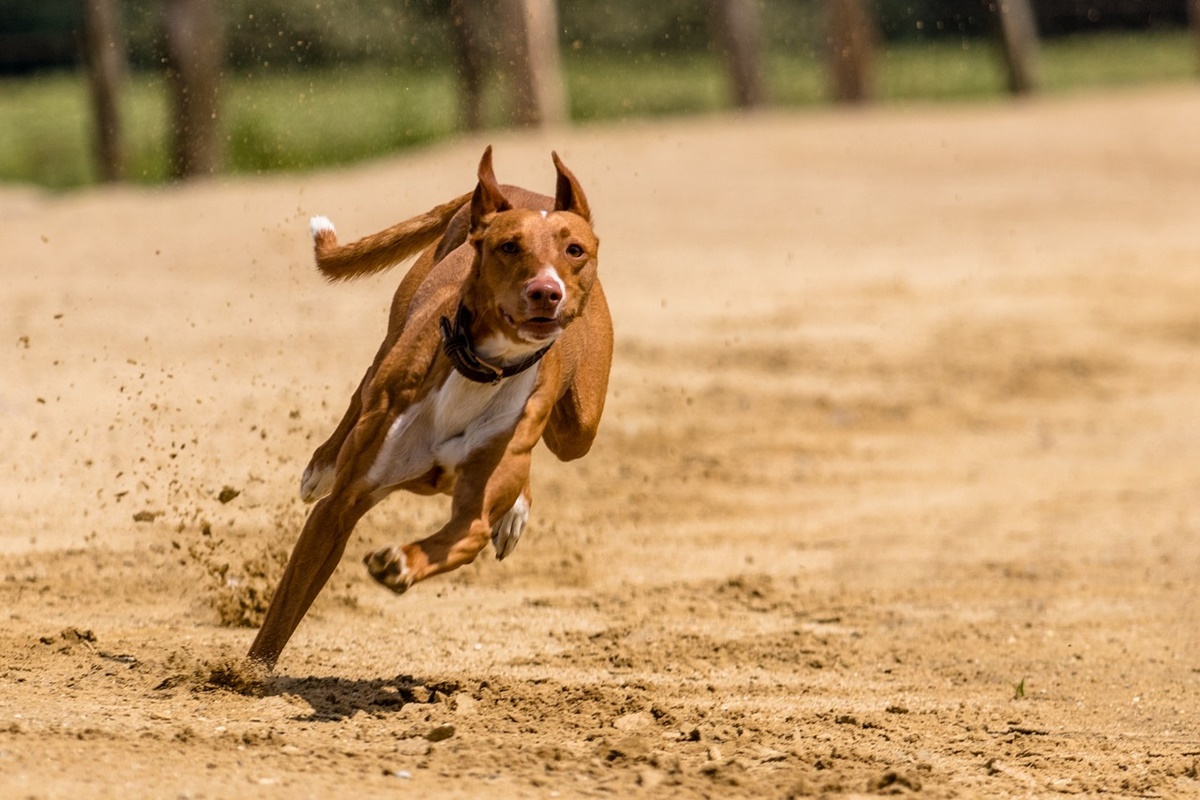 cane che corre