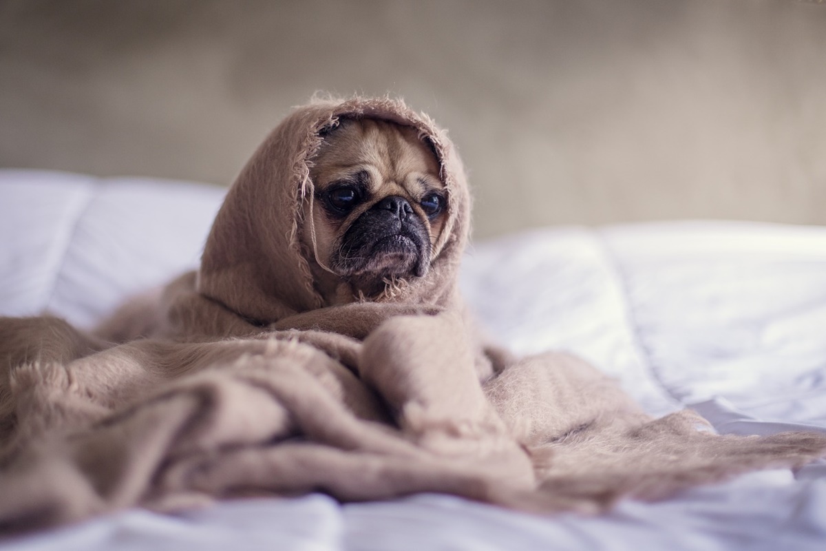 cane sotto le coperte