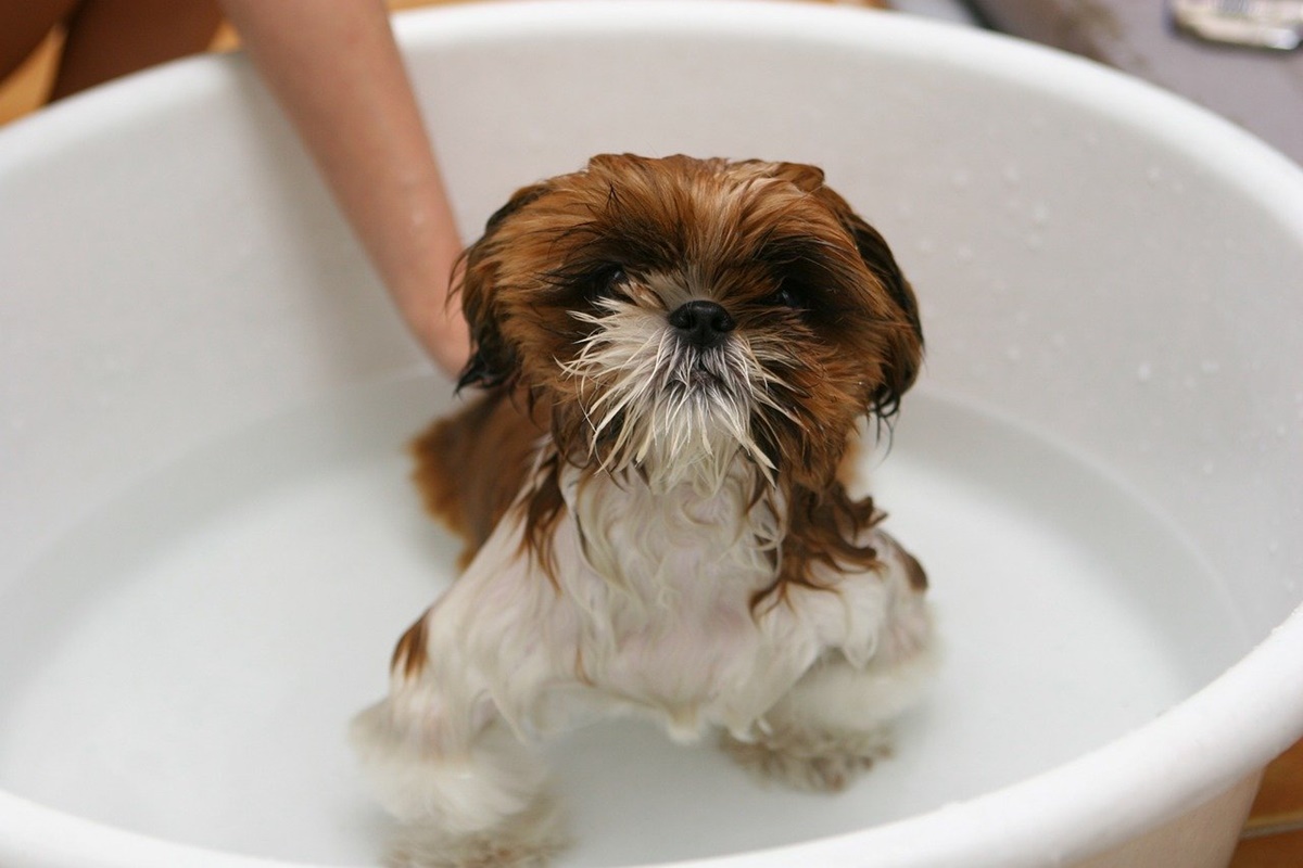 cane che si fa un bagno