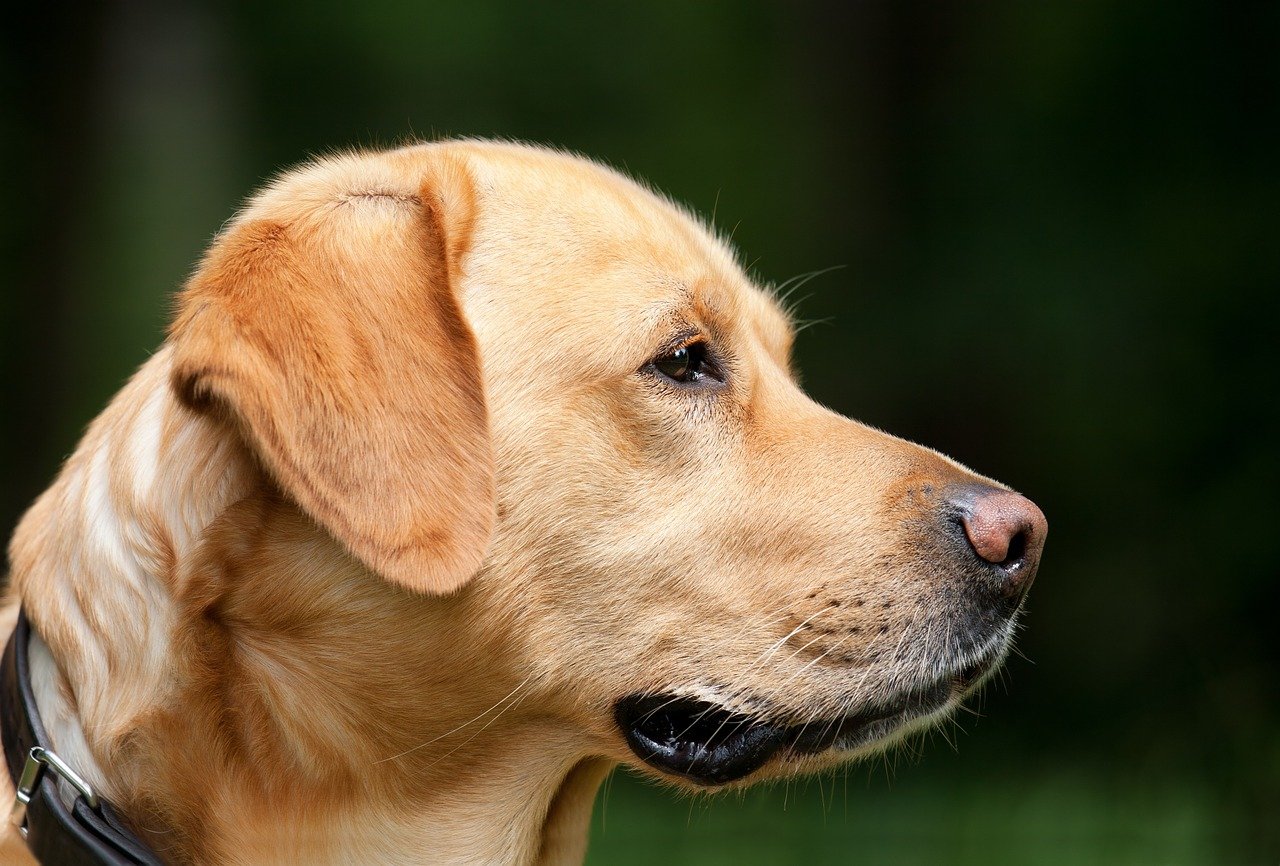 labrador di profilo