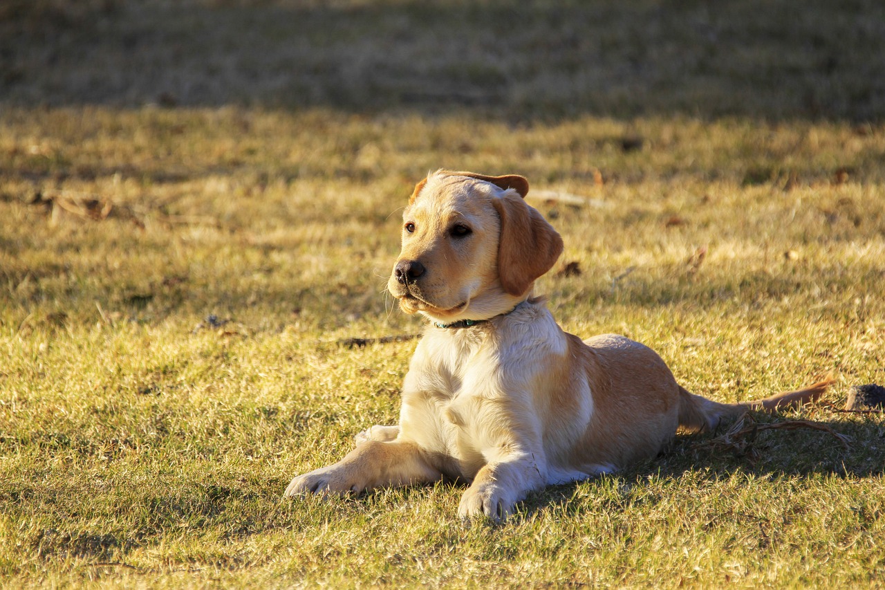 cane rilassato al sole