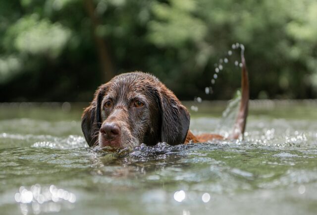 Quanti tipi di cane guida esistono e a chi servono?