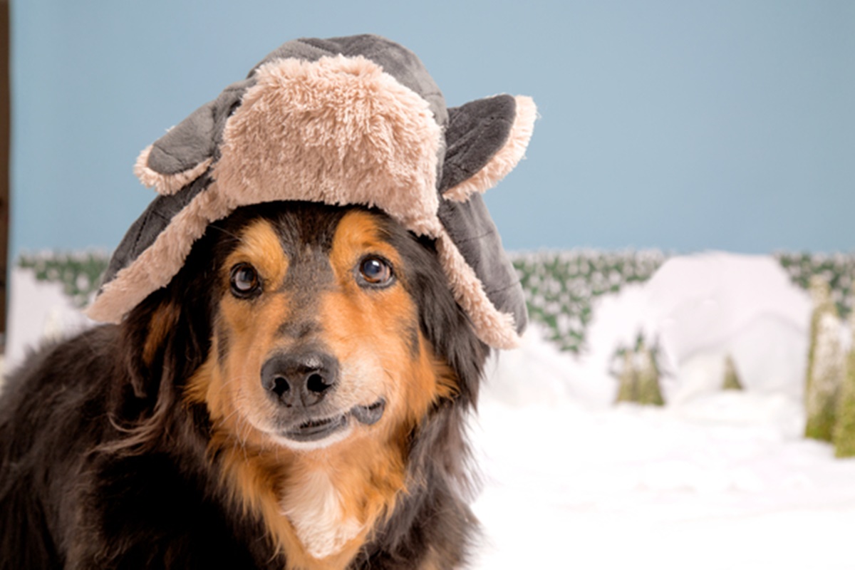 cane con cappellino