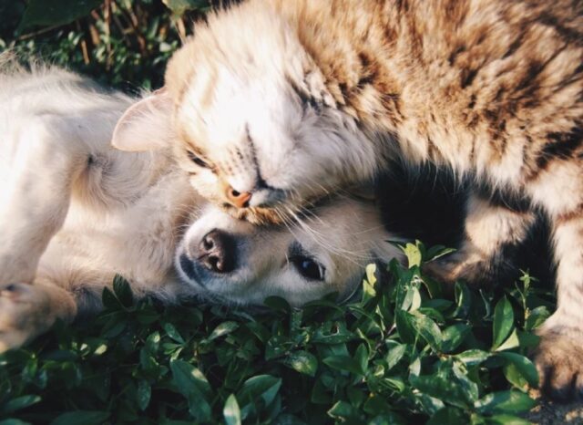 Un cane cieco sarebbe perso senza la sua speciale guida, la loro è un’amicizia unica