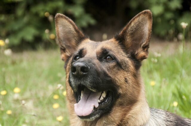 Un cane può migliorarti la vita: 6 benefici provati scientificamente