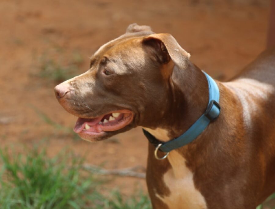 lagertha cagnolina pitbull terra rossa