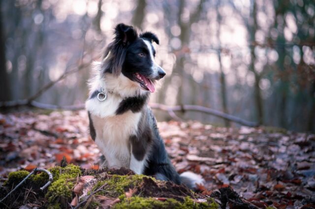 Val di Fassa, nasce il primo asilo per cani, l’iniziativa incontra l’interesse dei turisti
