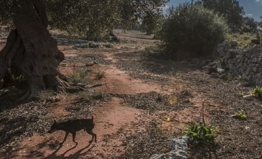 gaia cucciola scappa per campi