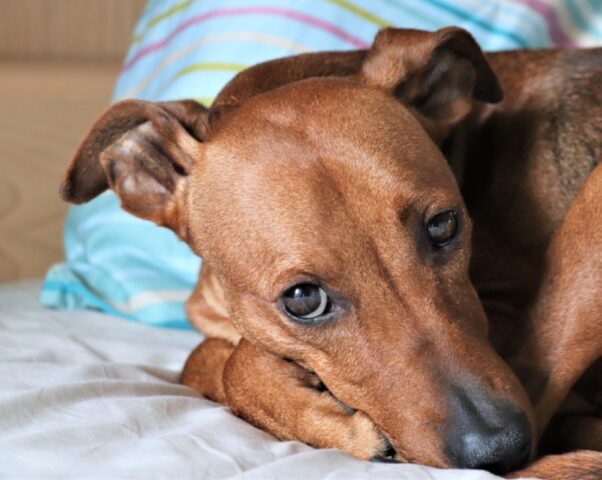 Venzone, ritrovata finalmente la cagnolina Gaia, finisce così la sua disavventura