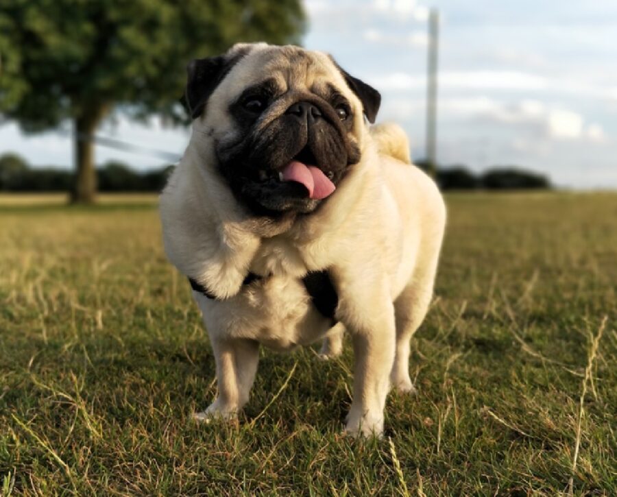 cane carlino felice per passeggiata