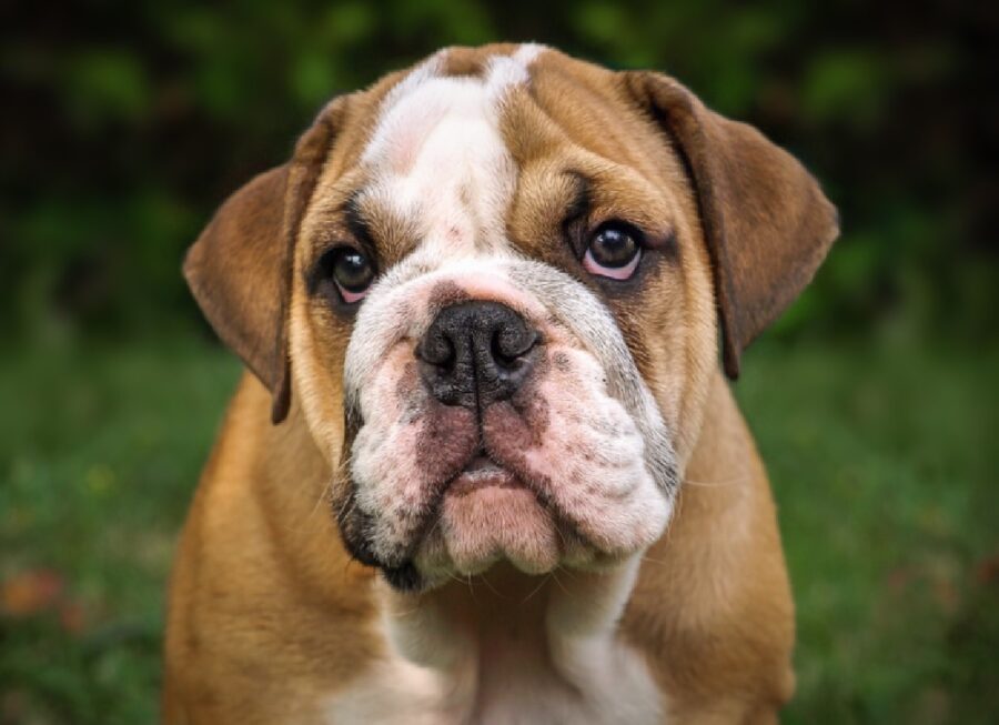 cane bulldog contatto visivo