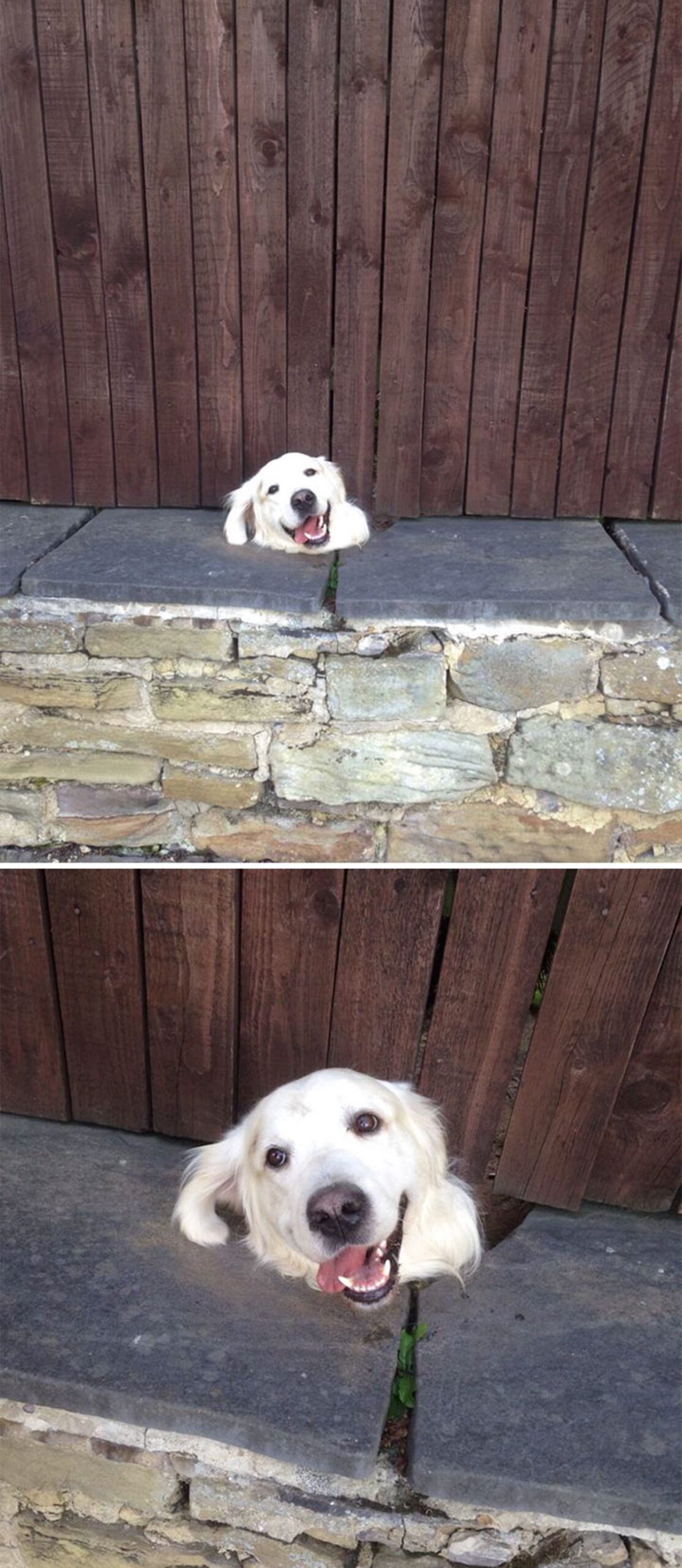 cane con testolina sul muretto