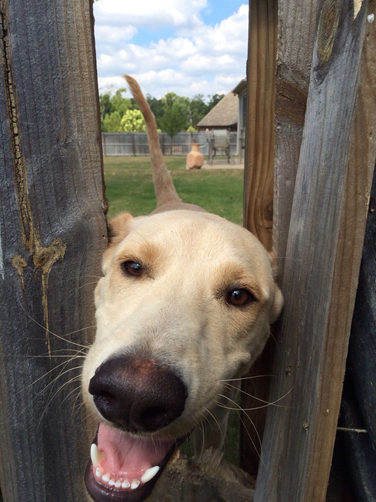 cane nella staccionata