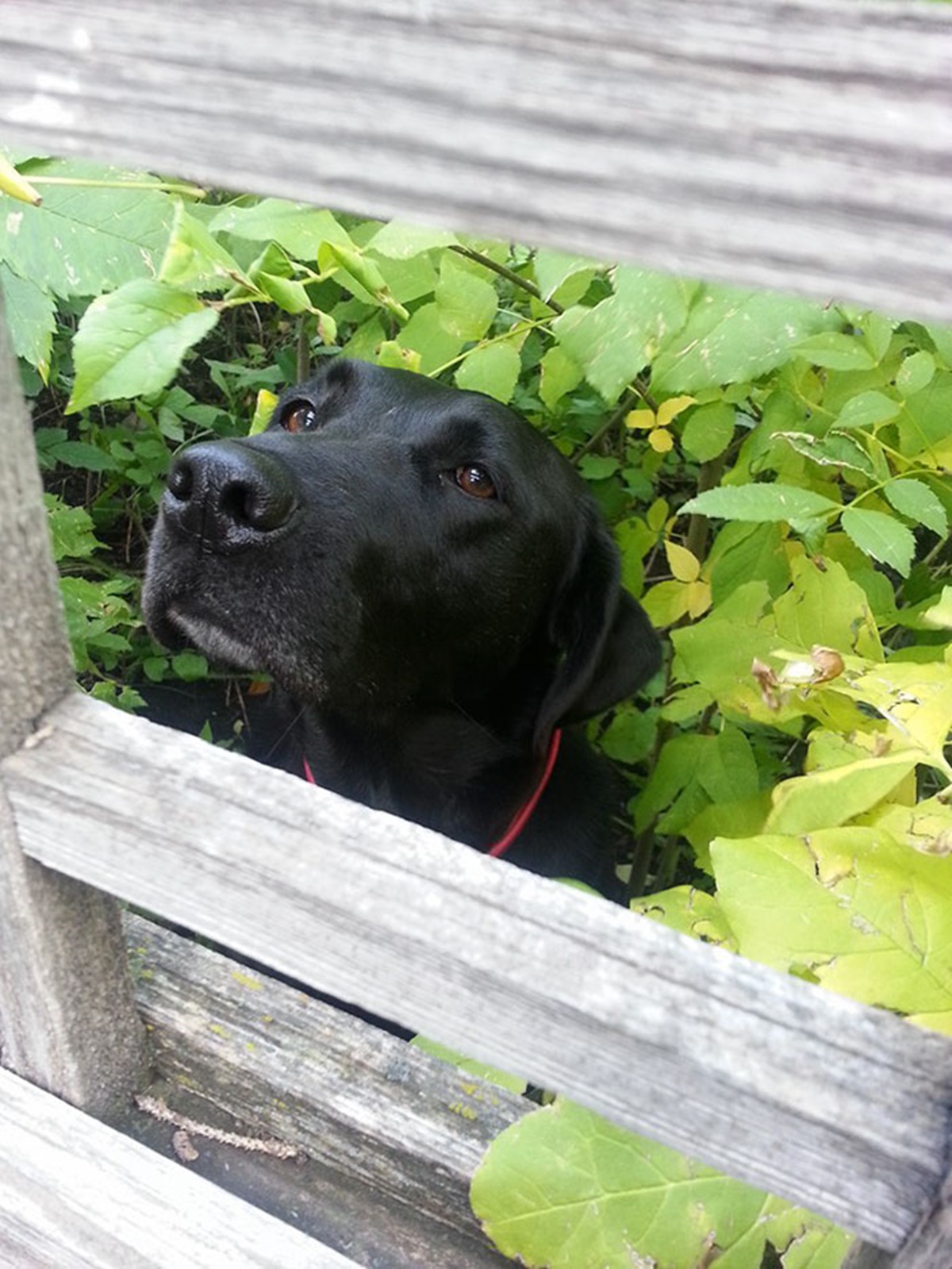 cane tra le piantine