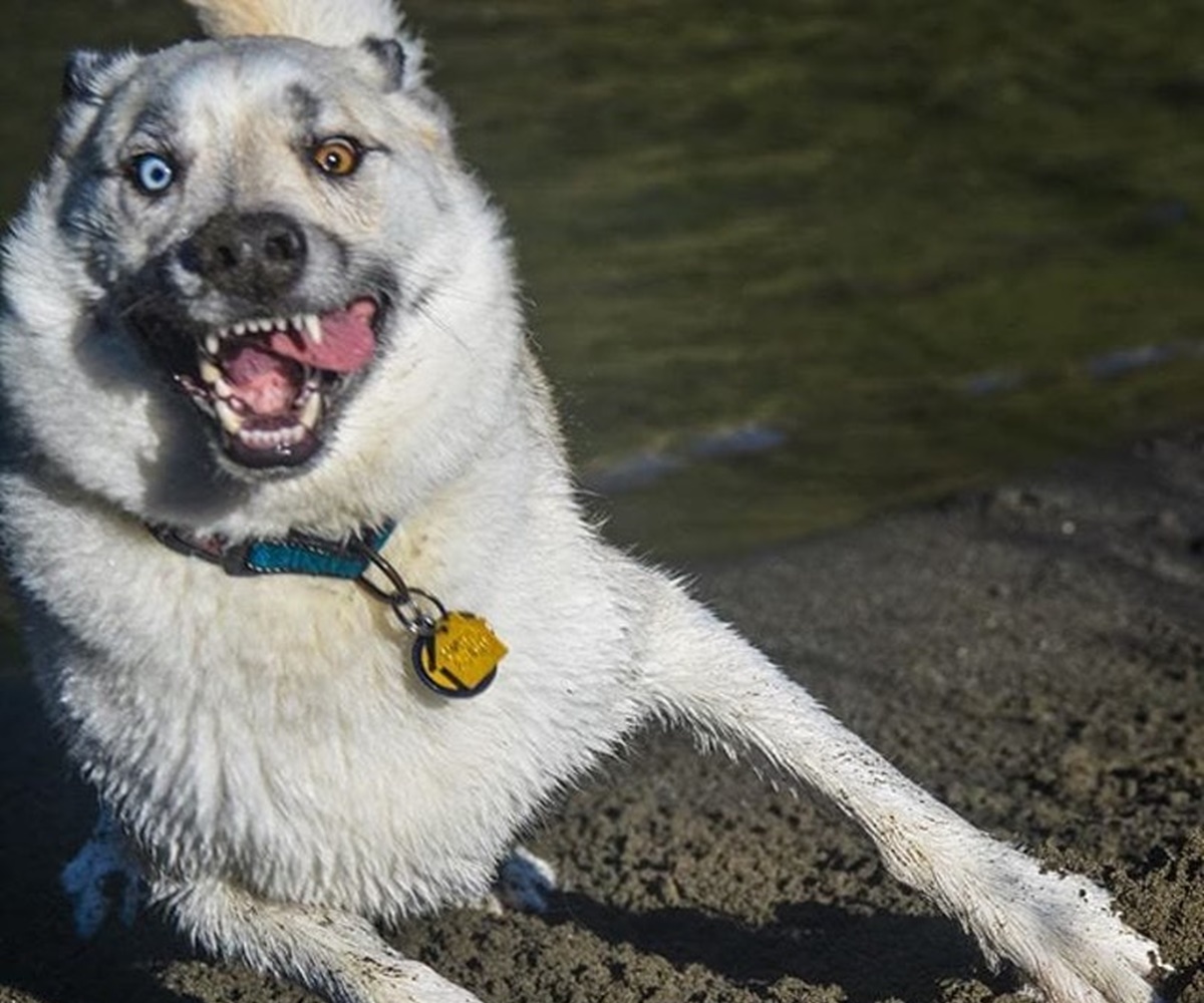 cane corre