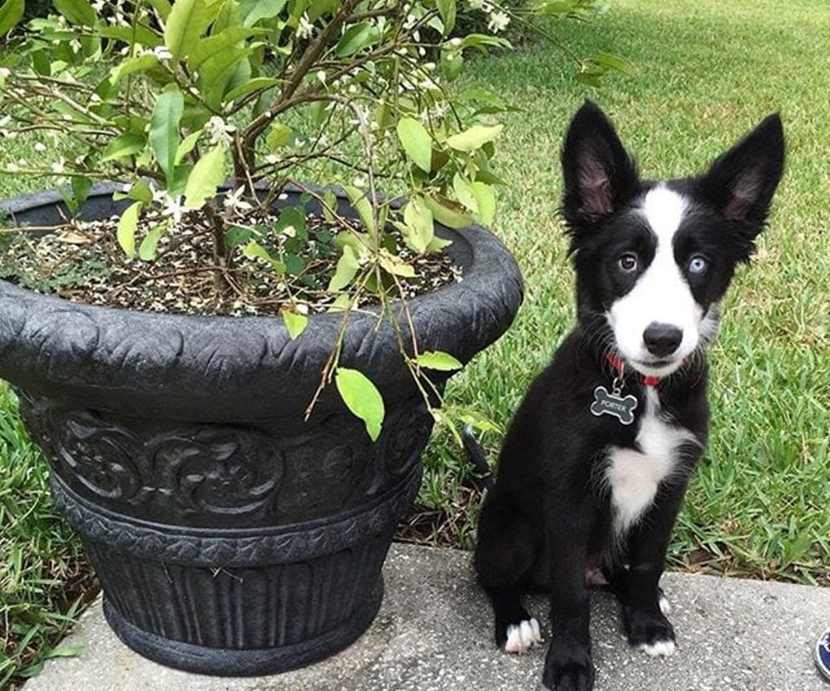 cane bonsai