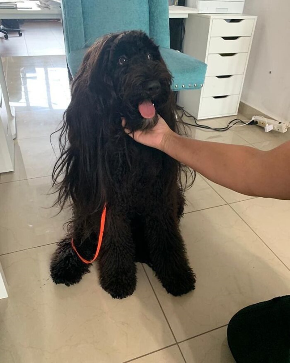 cane pelo abbinato