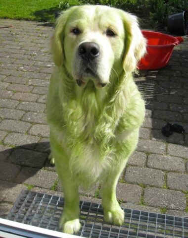 cane tutto verde