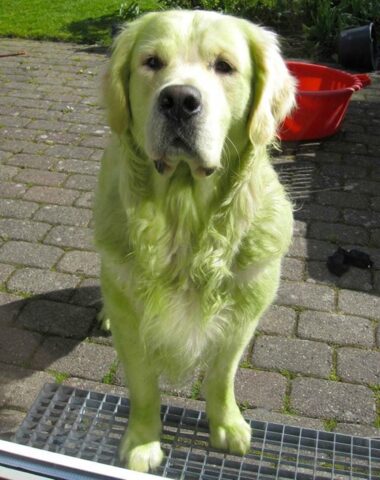 10 cani Hulk che si sono appena rotolati nell’erba fresca