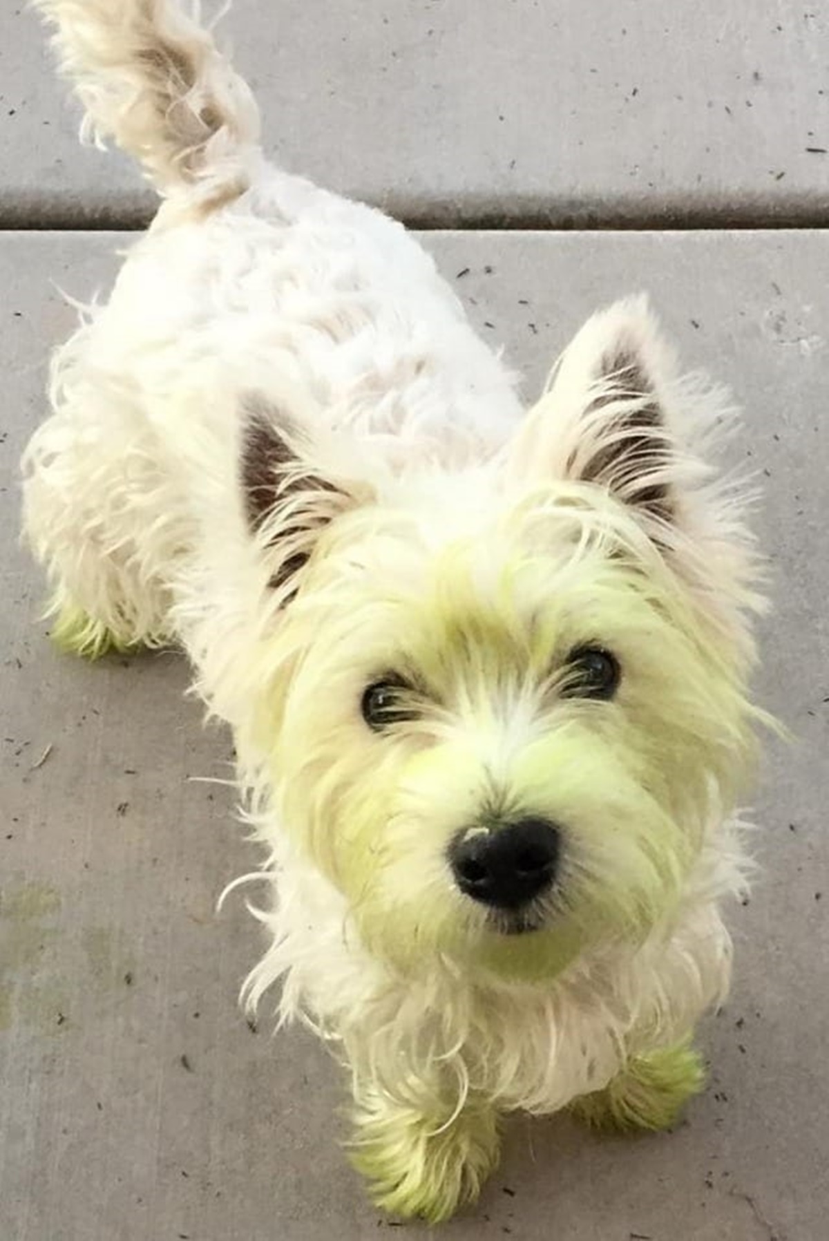 cane faccia verde