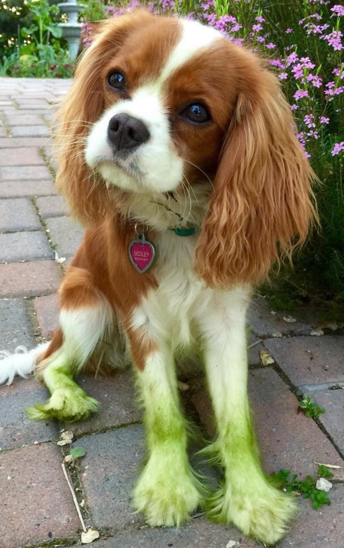 cane peloso verde