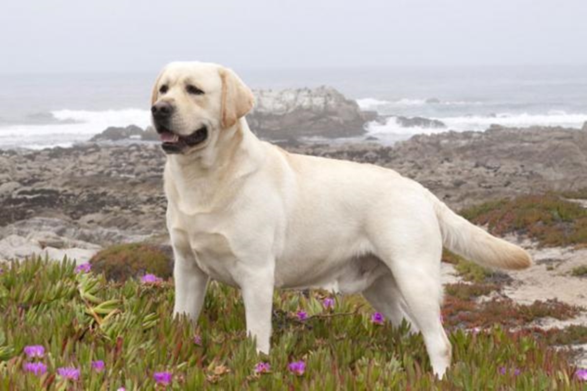 labrador