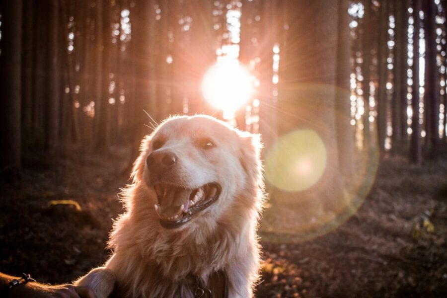 cane tramonto sole