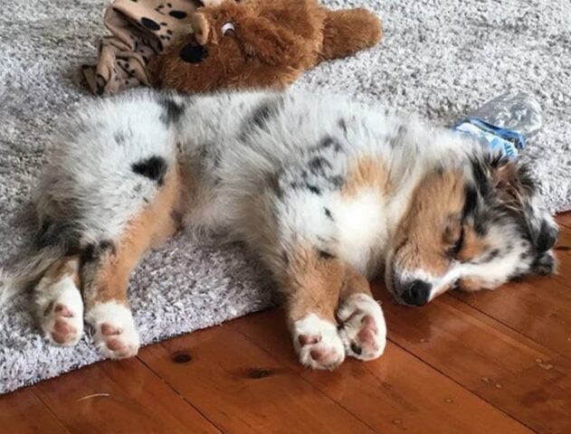 cane dorme su tappeto