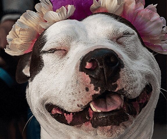 10 Pitbull simpaticissimi che vi faranno morire dal ridere