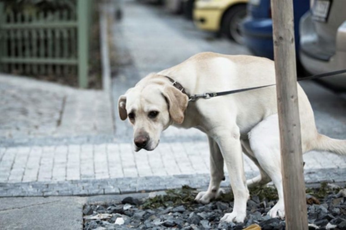 cane bisogni