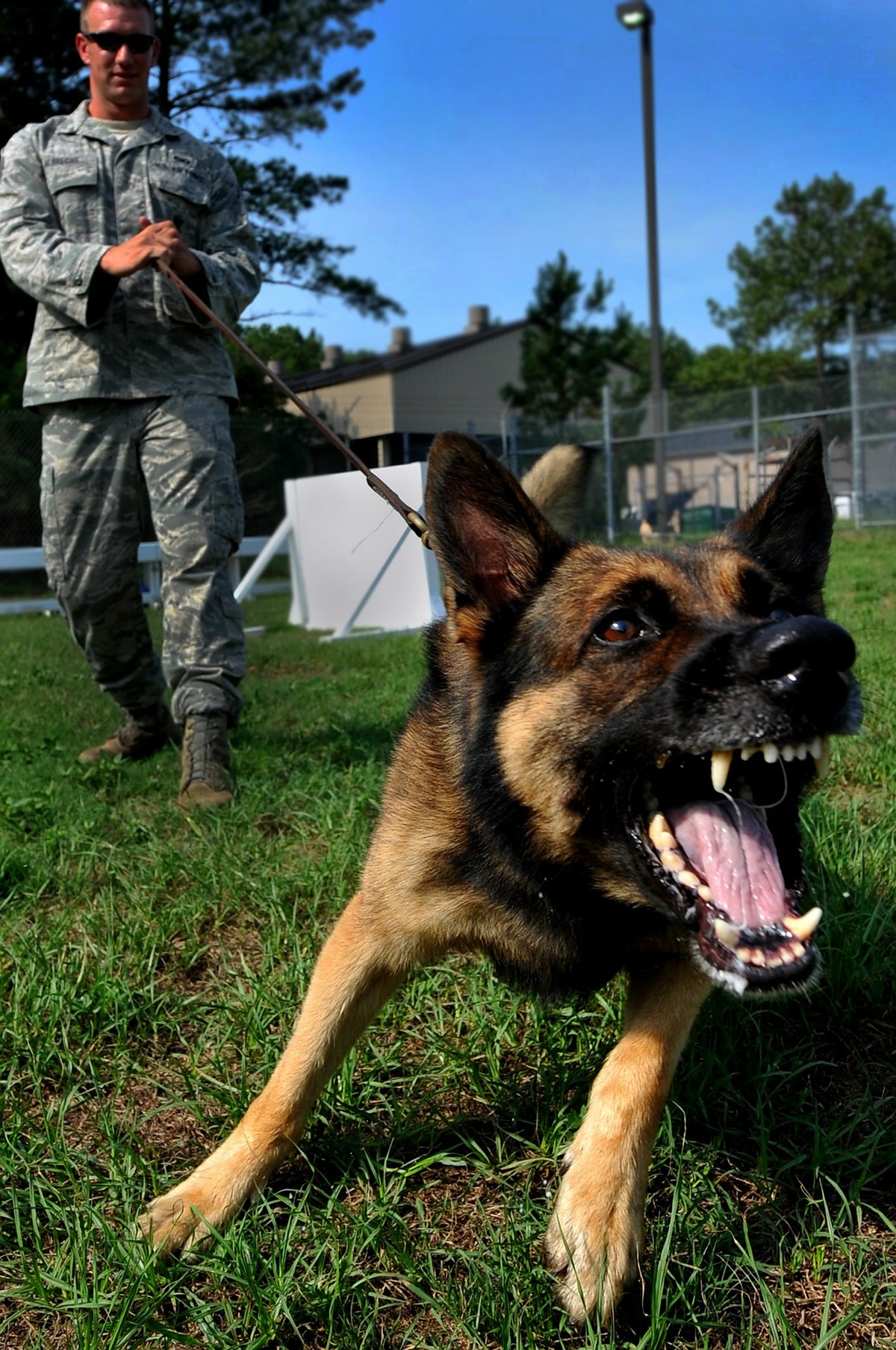 cane militare abbaia