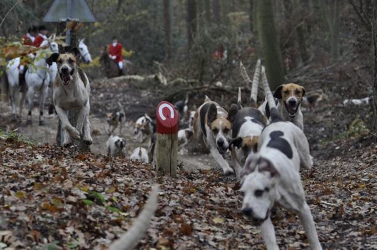 cani bosco