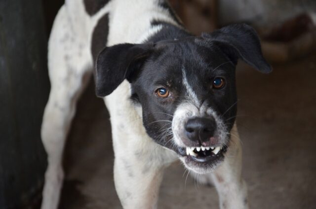 10 tipi di aggressione canina: Quali sono e da cosa dipendono