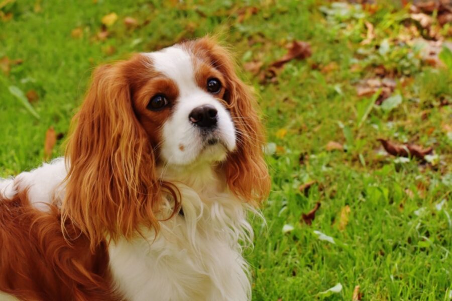 cane erba peloso