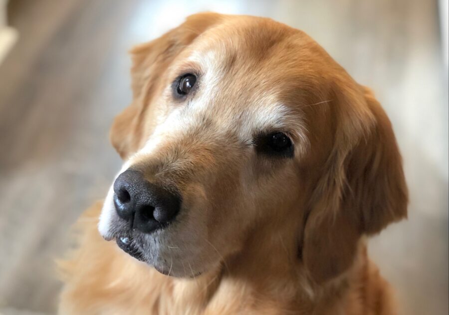 cane golden retriever